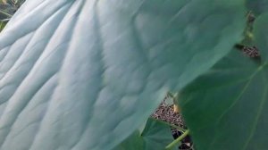 Выращивание огурцов в теплице от А до Я.  Выпуск #8 #выращивание #землядел