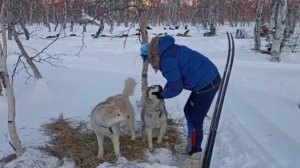 Следим за гонкой на собачьих упряжках: кто сошел с дистанции и почему, как чувствуют себя собаки