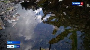 Как экзотические деревья в Крыму спасают от холода