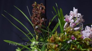 Цветение цимбидиумов Los Angeles, Ensifolium, Wood Flor, Lady Pastoral.