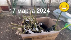 Как перезимовали розы из ГарденМарта. Март 2024