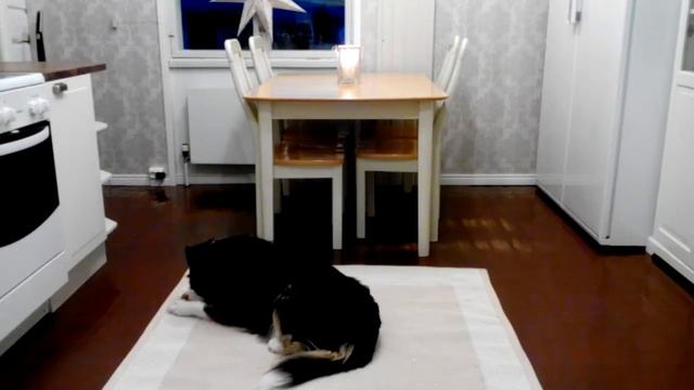 Smartson Purina DentaLife test смотреть онлайн