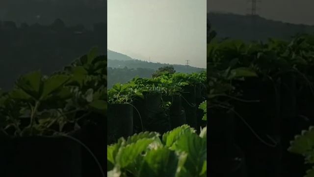 strawberry masa vegetatif#dawongstrawberry #shortvideo смотреть онлайн