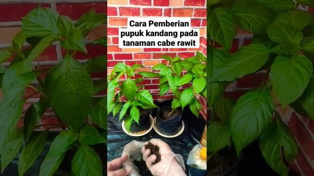 tanaman cabe rawit auto subur!! ikutin tips ini!