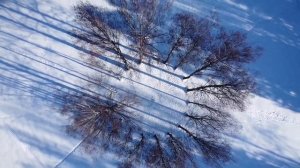 #Павловский парк, март 2023