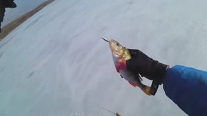 Зимняя блесна 2024 -  Моропедка c WB