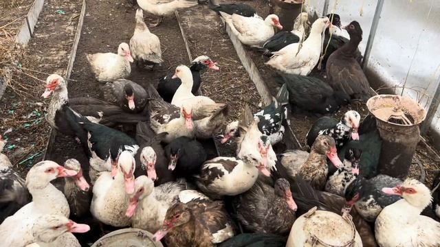 Содержание индоуток в теплице зимой смотреть онлайн