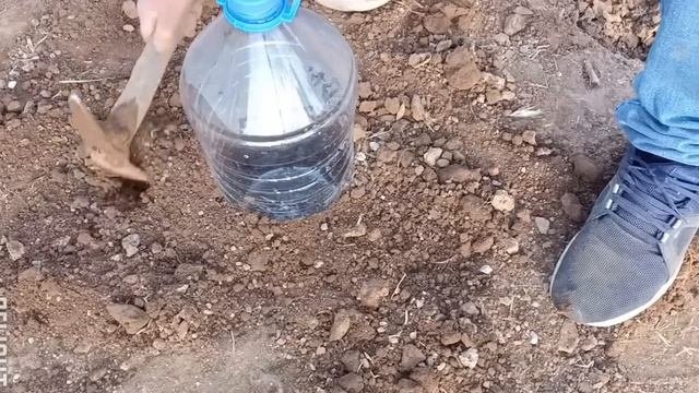 Domatesi Böyle Ekin Verim Katlansın,gübresiz Ilaçsız Susuz