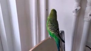 Попугай Кеша говорит 🐦 Попугайчик разговаривает 🐦 Попугай Кеша хулиган 😁✳️Мой домашний питомец