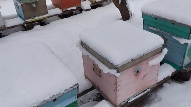 Зимуем!!! смотреть онлайн