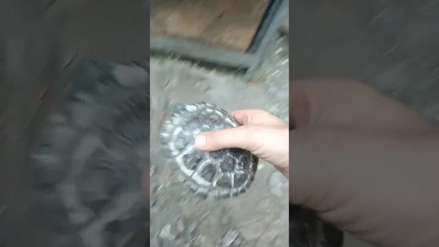 Дядя Витя спасает черепаху. Красноухая пресноводная черепаха часть1.