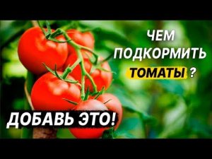 ПОДКОРМКИ ТОМАТОВ ВЕСНОЙ, ЛЕТОМ, ОСЕНЬЮ. ЧЕМ ПОДКОРМИТЬ ТОМАТЫ?