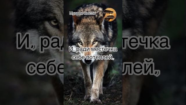 До Глубины Души.Лучшие Цитаты про Волков#мудрыесоветы #мудрыецитаты #мудрыеслова #волк #мудрые_слов