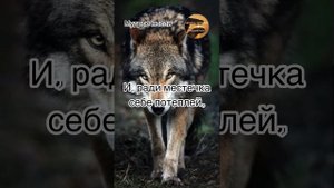 До Глубины Души.Лучшие Цитаты про Волков#мудрыесоветы #мудрыецитаты #мудрыеслова #волк #мудрые_слов