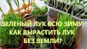 Безземельное чудо.Как вырастить лук дома?