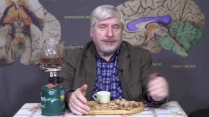 С. Савельев  Чем наш мозг отличается от животных