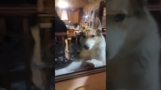 Все хотят в дом