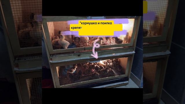 Шпаргалка для себя №1. Перед покупкой цыплят необходимо... Проверьте, всё ли готово? 
#цыплята