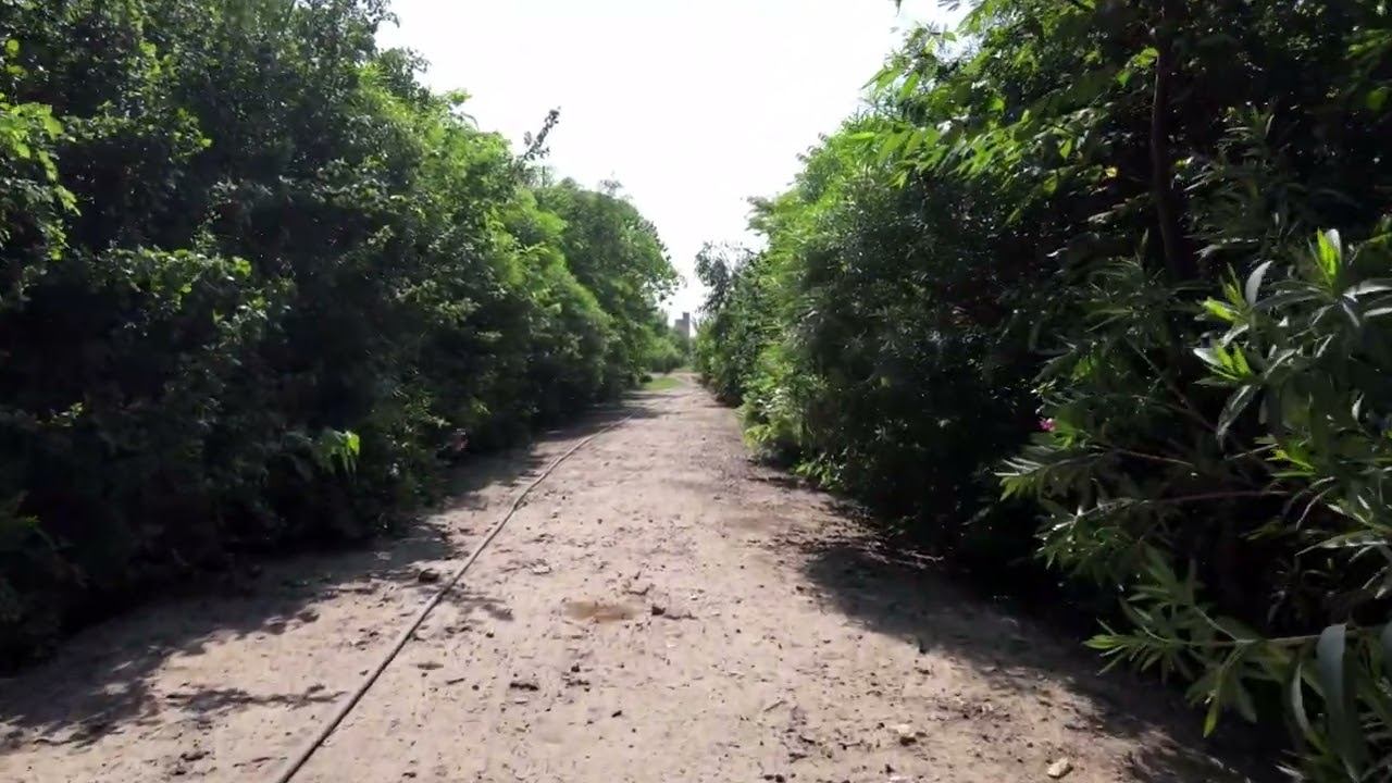 Miyawaki Forest Kanpur | Miyawaki Method of Plantation #AkiraMiyawaki #UrbanForest #uttarpradesh