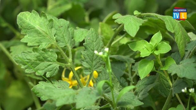 Już czas na ukwiecenie balkonów i prace ogrodowe смотреть онлайн