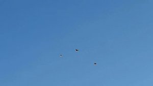 Николаевские голуби Воронежская область