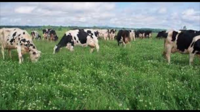 ВЫЛЕЧИЛ ПОНОС ВОДОИ У ДЖЕРСЕИКИ ЛЕТНИИ ПОНОС