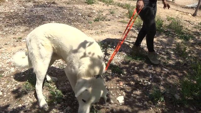 Palomo Cuenca смотреть онлайн