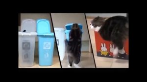 Funny Video Cat Maru The Best | Смешные видео кот Мару лучшее