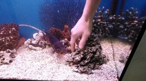 Астронотус атакует руку