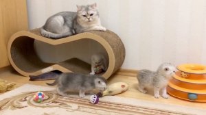 Котятам кошки Кайли 26 дней.