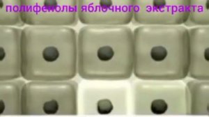 Фрэд Зули о растительных стволовых клетках