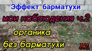 Органика без барматухи. Мои наблюдения ч.2 03.12.2024