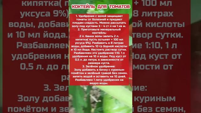 Коктейль для томатов #огородныедела #огород #помидоры #удобрение #полезныесоветы #shortvideo