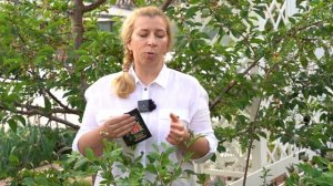 Кислолюбивые растения: голубика, гортензии, рододендроны. Марина Рыкалина