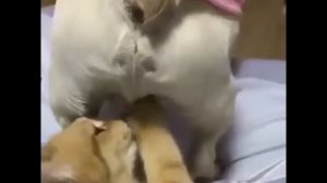 Колокольчик звенит