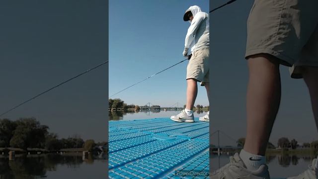 ULCast! Ловля спортивного окуня! Отменный симбиоз Matagi Rozy Figaro&Daiwa 20 Steez Air TW 500XXHL!