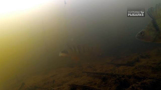 Чудом выживший под водой карась смотреть онлайн