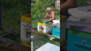 Заселение микронуклеусов