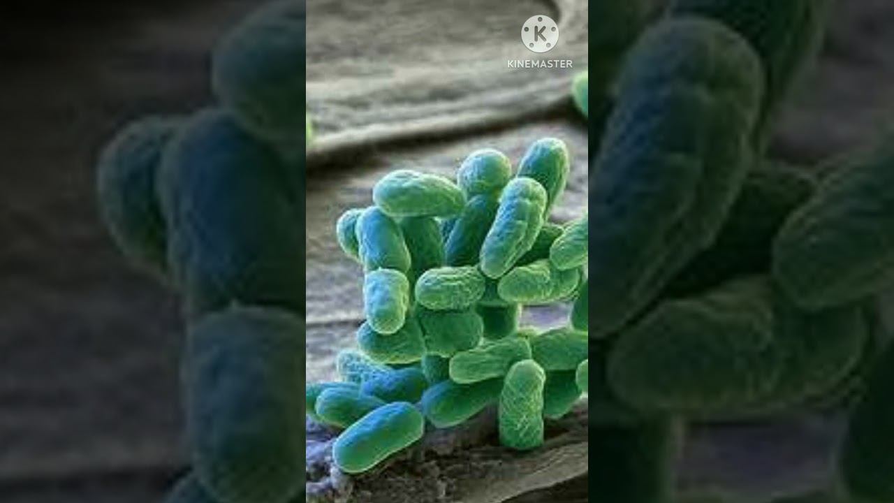 Cyanobacteria (blue green algae)