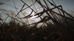 SIRUI 24mm f2.8 1.33X Anamorphic Lens footage @Toma Film