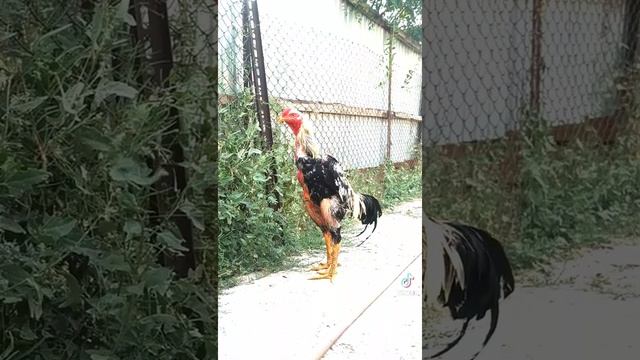 Дакан петух атлас Корейц