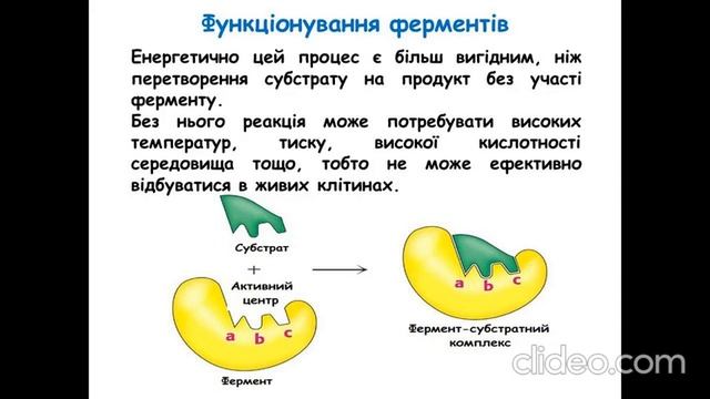 Ферменти та їх роль у клітині