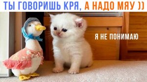 ТЫ ГОВОРИШЬ КРЯ, А НАДО МЯУ! ))) | Приколы с котами | Мемозг 1526