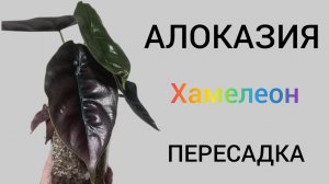 Алоказия АЗЛАНИ Хамелеон. Пересадка в минеральный грунт в закрытую систему.