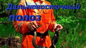 змеиная свадьба