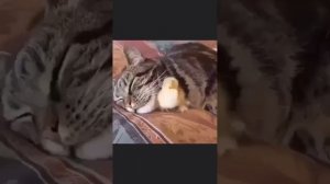 ВИДЕОЗАЛИПАЛКА животные _6