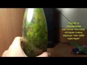 Вечный террариум в бутылке 1 год спустя
