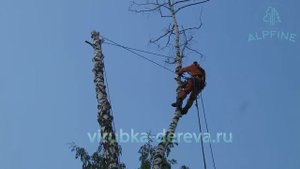 сухая береза на берегу пруда