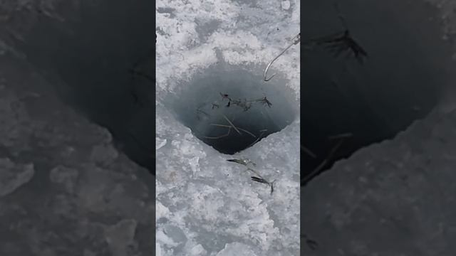 Под Лёд Хиволи Рыбак Бротлодон УДАР Репортаж