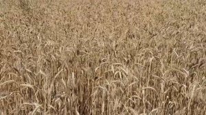 От винта (2.0)